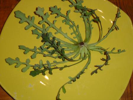salade sauvage